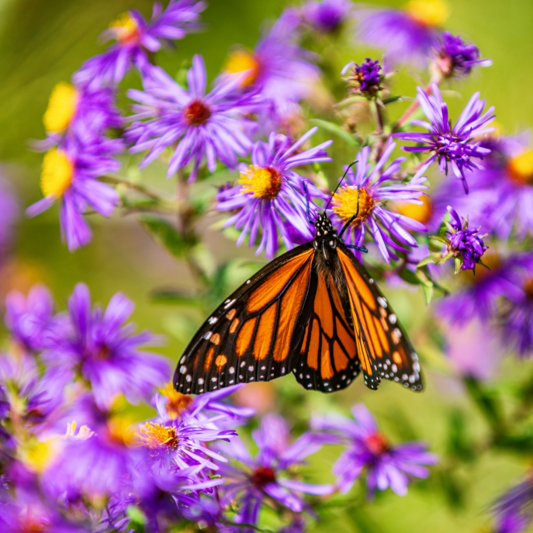 Monarch on purple aster flowers.